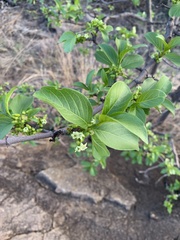 Vanguerieae