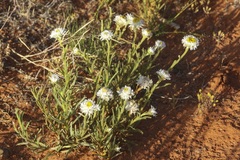 Polycalymma stuartii