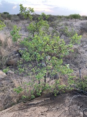 Vanguerieae