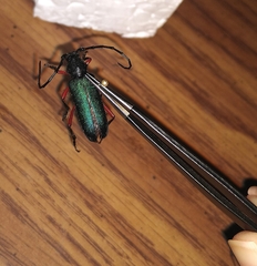 Deltaspis rubriventris