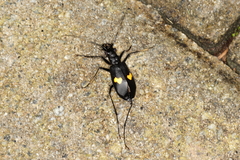 Oxycheila tristis
