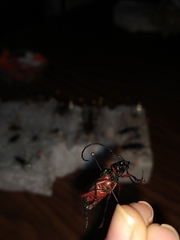 Deltaspis rubriventris