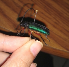 Deltaspis rubriventris