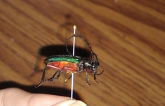 Deltaspis rubriventris