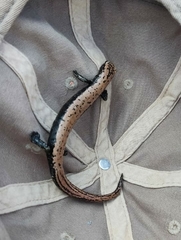 Bolitoglossa platydactyla