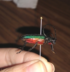 Deltaspis rubriventris