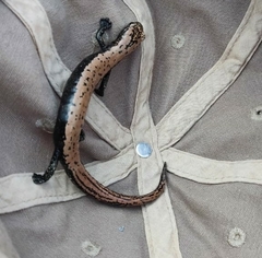 Bolitoglossa platydactyla