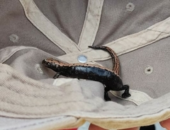 Bolitoglossa platydactyla