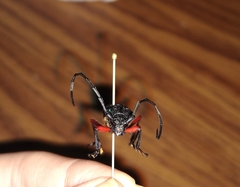 Deltaspis rubriventris