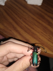 Deltaspis rubriventris