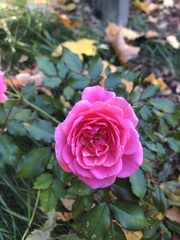Rosa