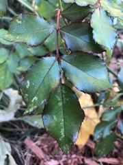 Rosa