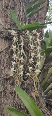 Aerangis