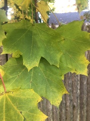 Acer