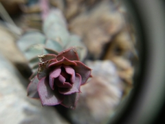 Euphorbia fontqueriana