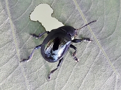 Typophorus nigritus