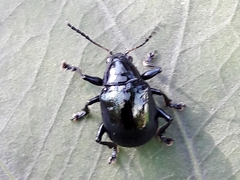 Typophorus nigritus