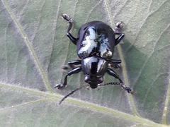 Typophorus nigritus