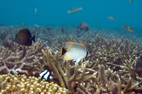 Chevron Butterflyfish