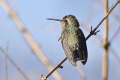 Cynanthus latirostris