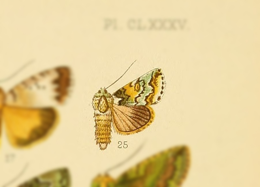 Risoba diphtheroides