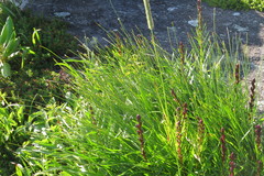 Liatris helleri