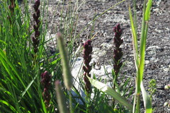 Liatris helleri