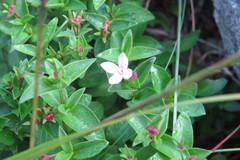 Houstonia montana