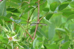 Tipula tricolor