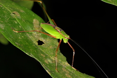 Engonia