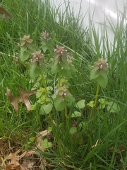Lamium purpureum