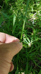 Juncus marginatus