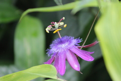 Passiflora loefgrenii