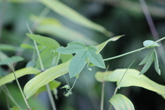 Passiflora loefgrenii