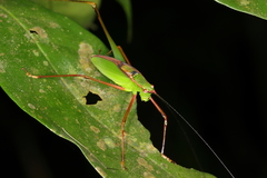 Engonia