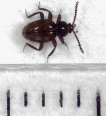 Camiarites convexus