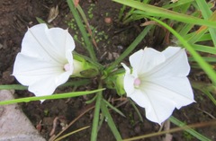 Ipomoea simplex