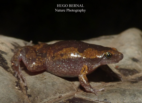 Panama Humming Frog, Elachistocleis panamensis