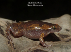 Panama Humming Frog