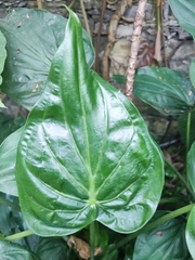 Alocasia cucullata
