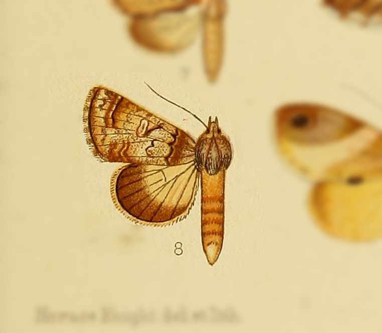 Macrobarasa xanthosticta