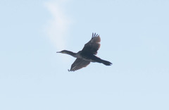 Phalacrocorax carbo