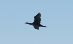 Phalacrocorax carbo