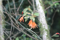 Rhipsalidopsis gaertneri