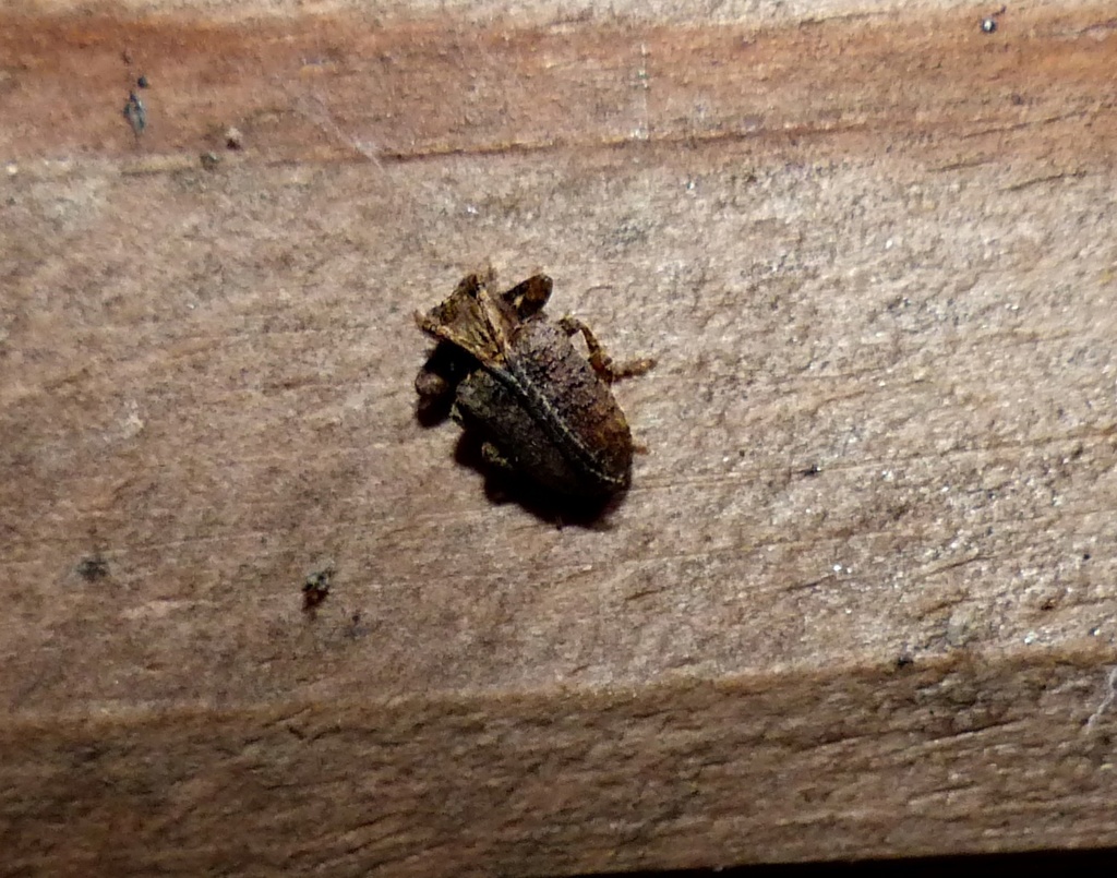 Aerenea occulta