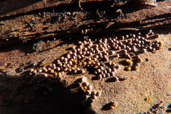 Perichaena corticalis