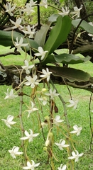 Aerangis