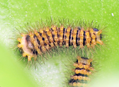 Rothschildia hesperus