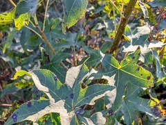 Liquidambar styraciflua
