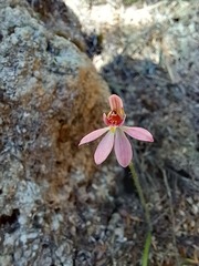 Caladenia bartlettii